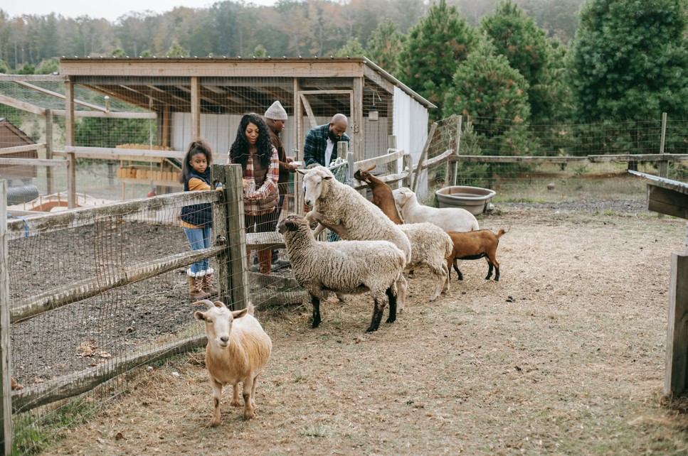 Pet animals at farm