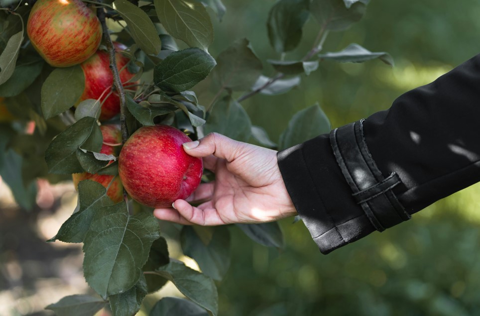 Fruit picking at farms