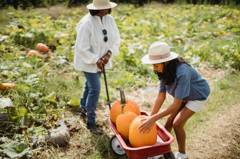 pumpkin patch